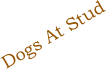 Dogs At Stud